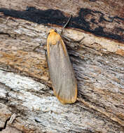 Image of buff footman