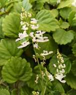 Image de Plectranthus verticillatus (L. fil.) Druce