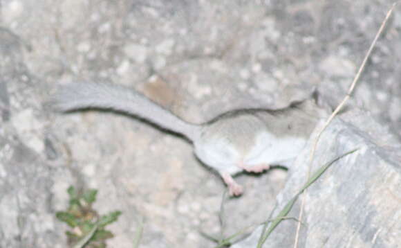 Image of Woolly Dormouse