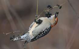 Image of Red-bellied Woodpecker