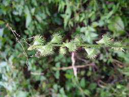 Image of fragrant agrimony