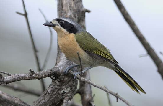 Image of Olive Bushshrike