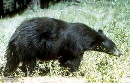 Image of American Black Bear