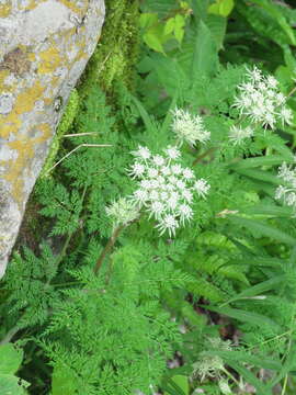 Слика од Ligusticopsis