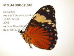 Imagem de Hamadryas amphinome Linnaeus 1767