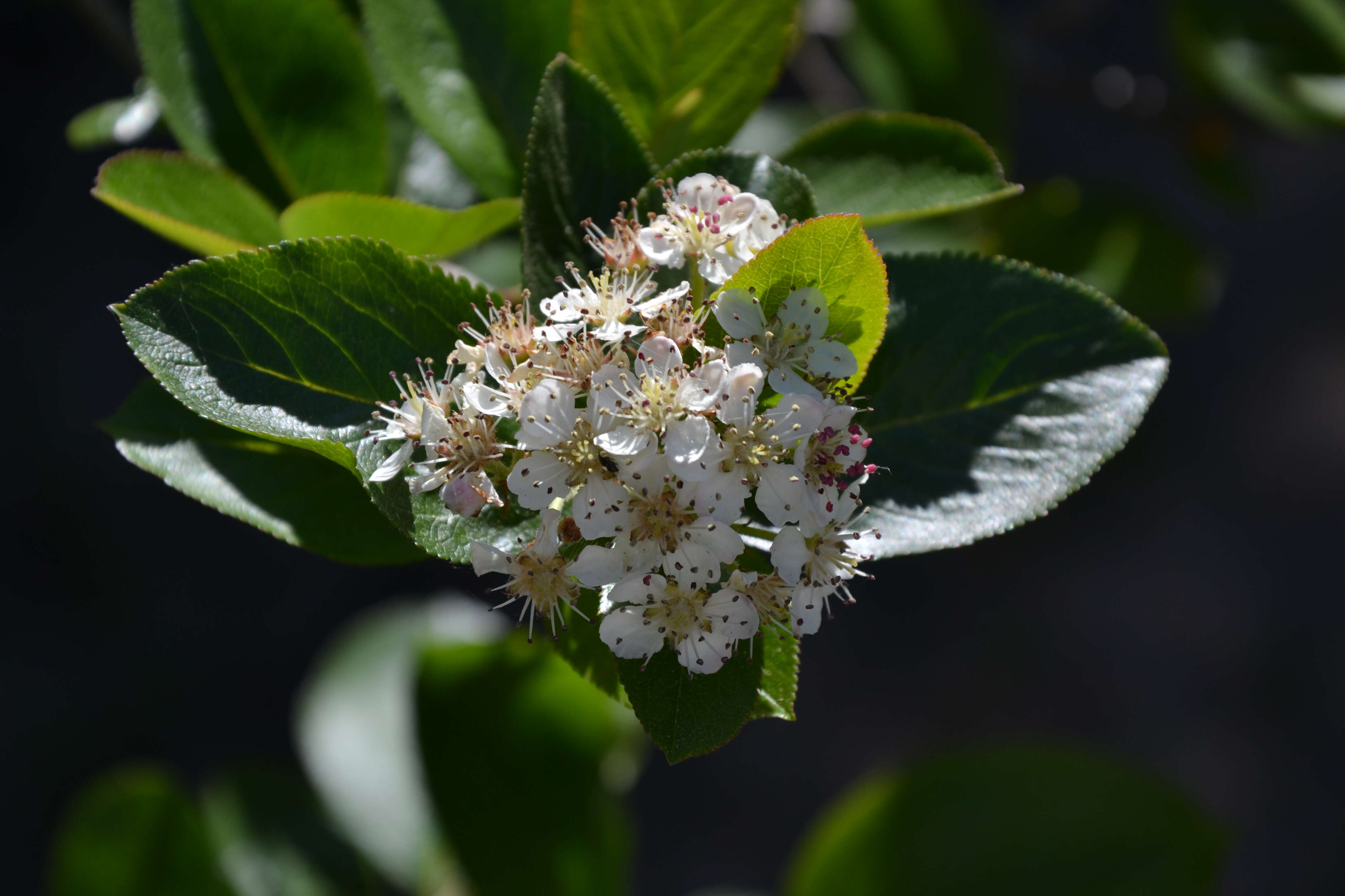 Image of Black Chokeberry