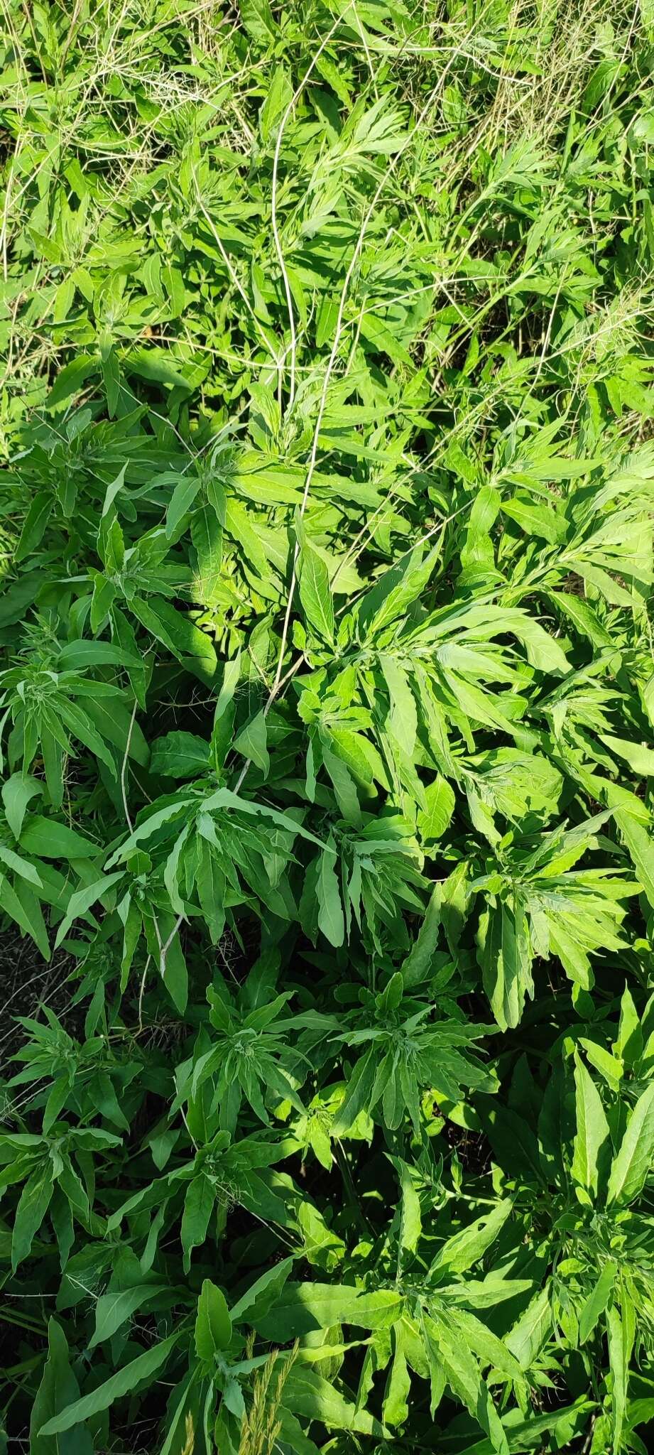 Image of Russian pigweed