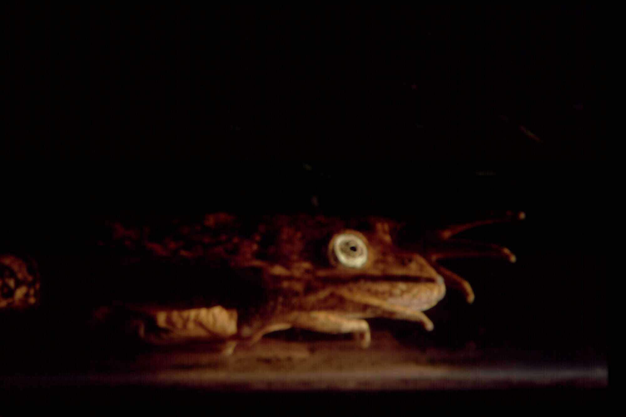 Image of Lake Junin frog