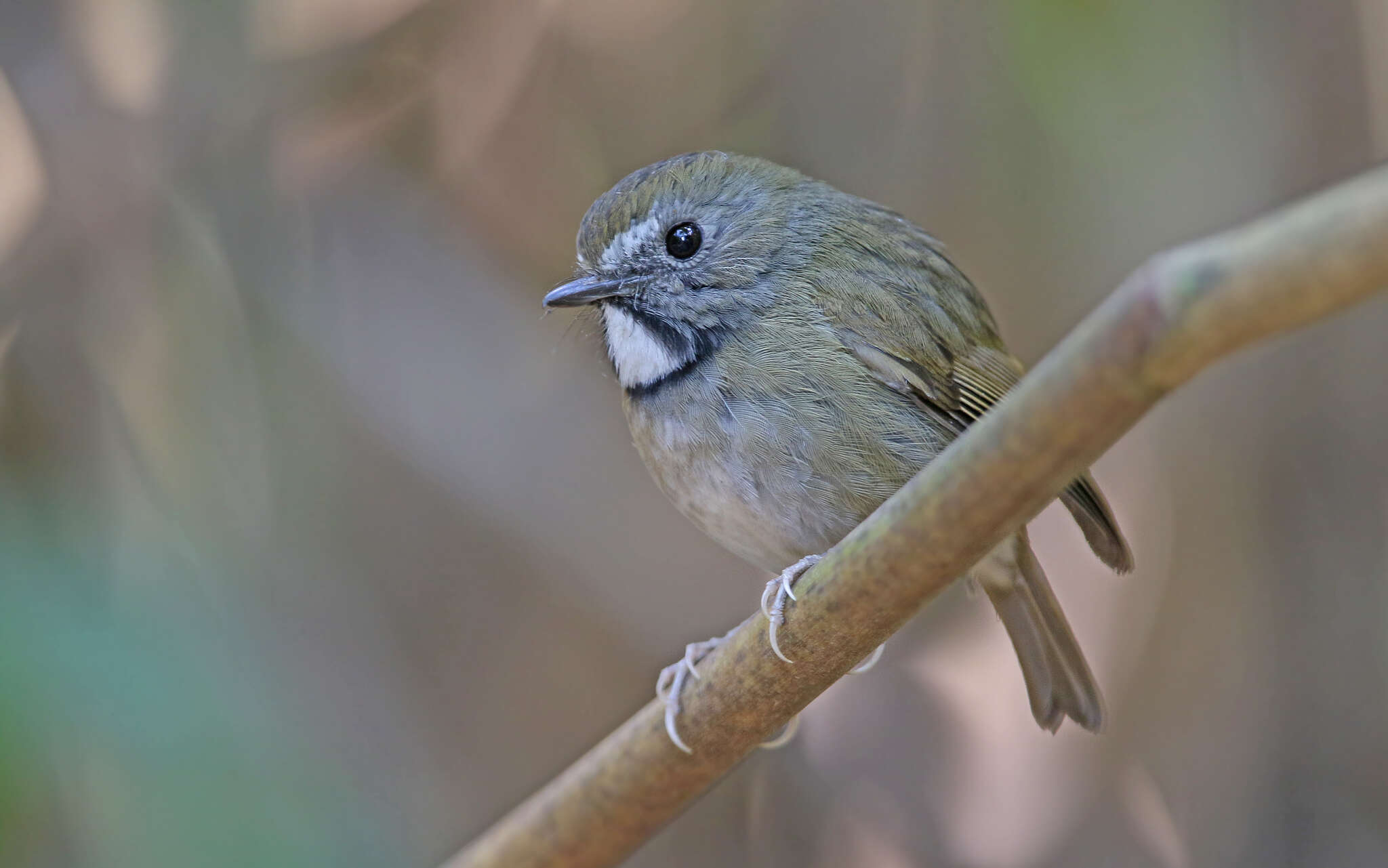 Image of White-gorgeted Flycatcher