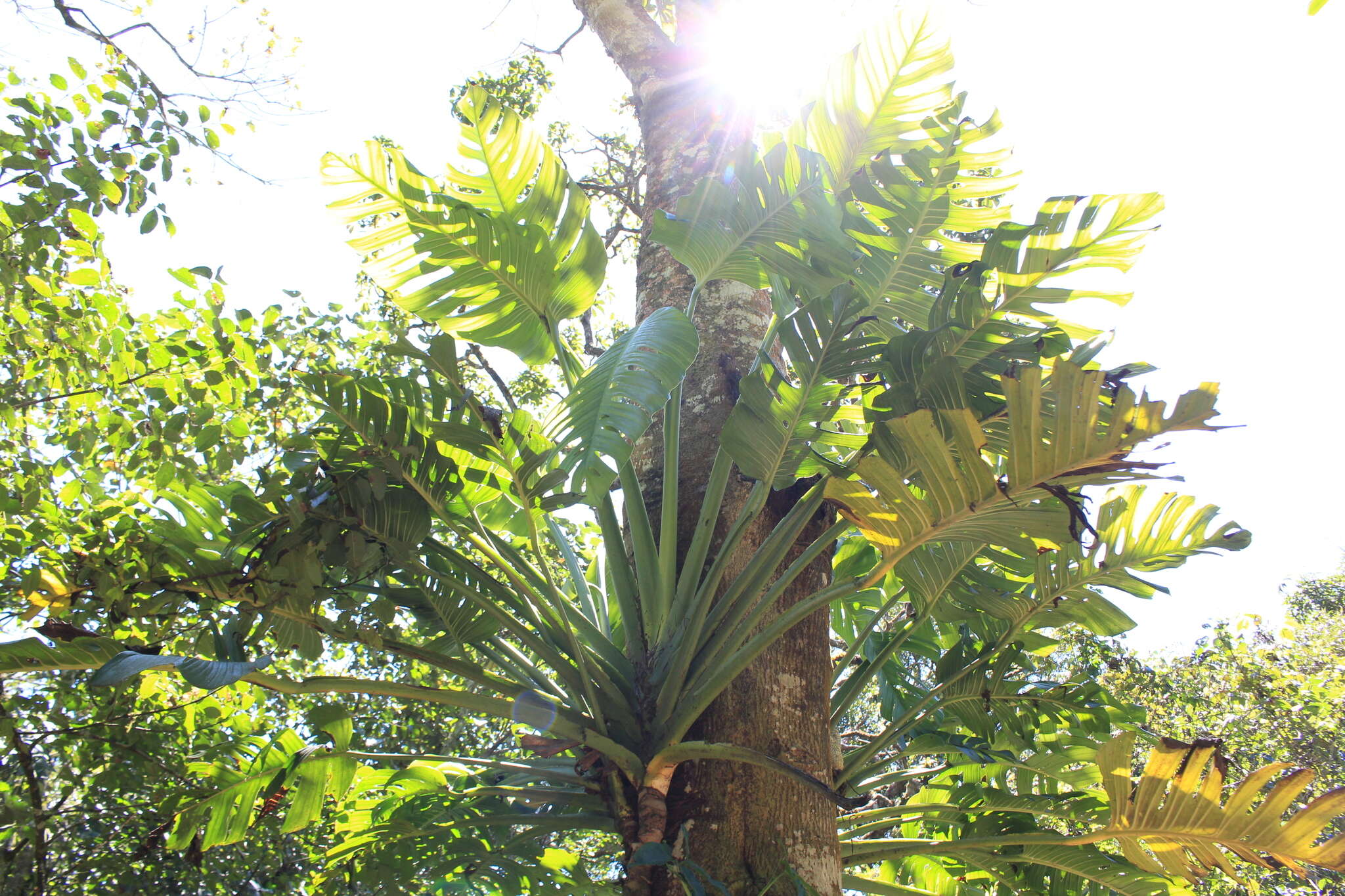 Image of Monstera lentii Croat & Grayum