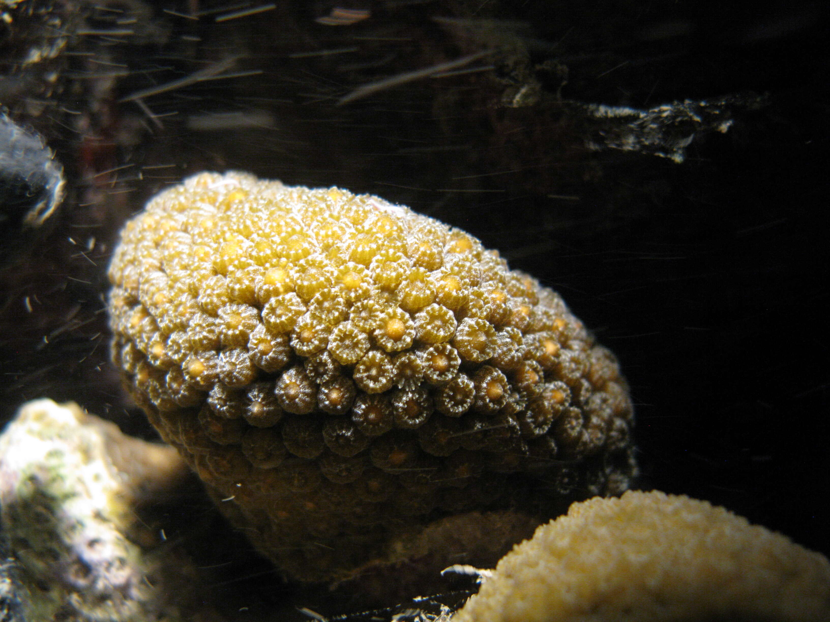 Image of Lobed Star Coral