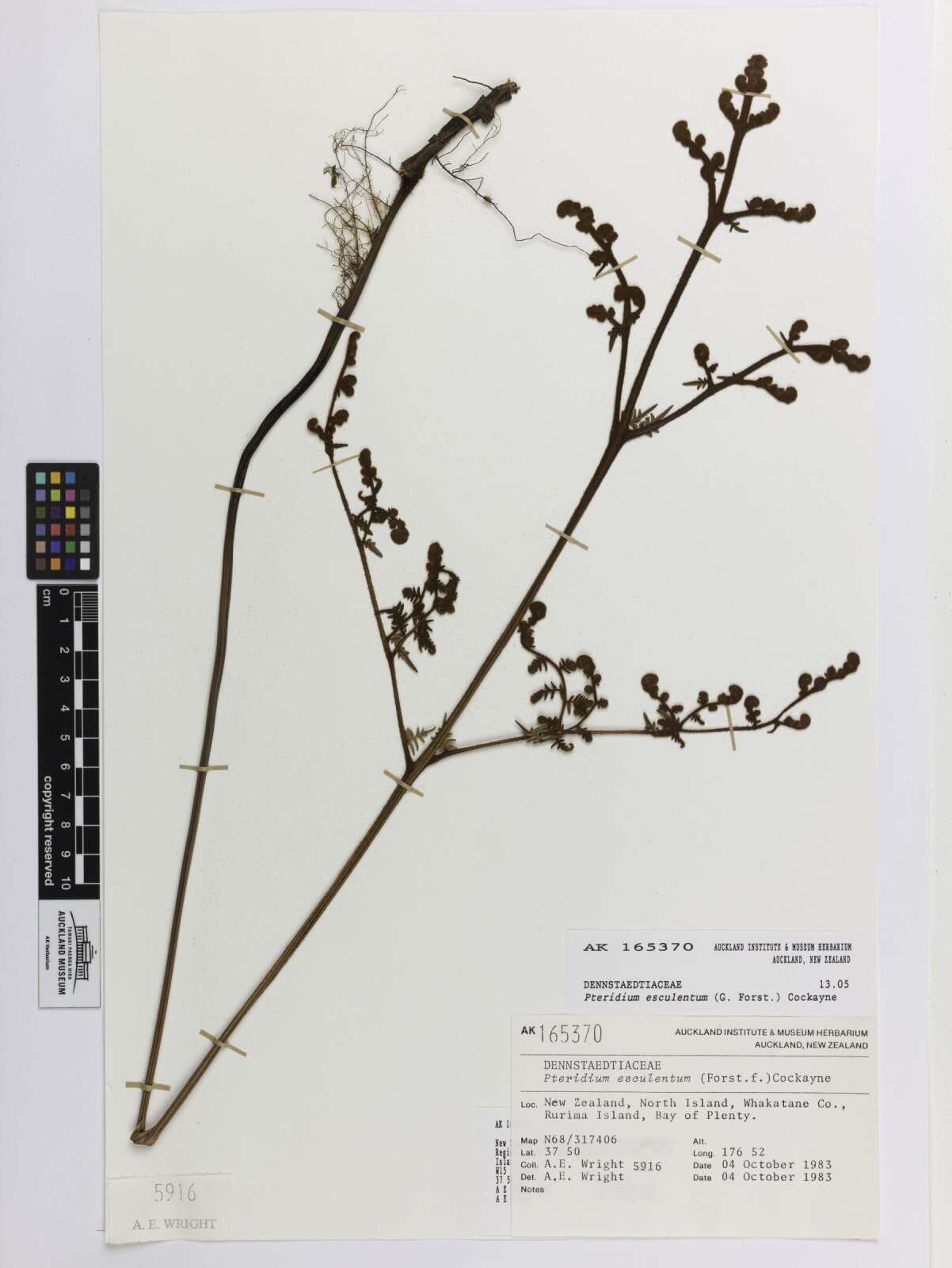 Image of Pteridium esculentum (G. Forst.) Nakai