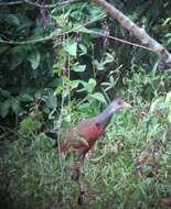 Image of Grey-cowled Wood Rail