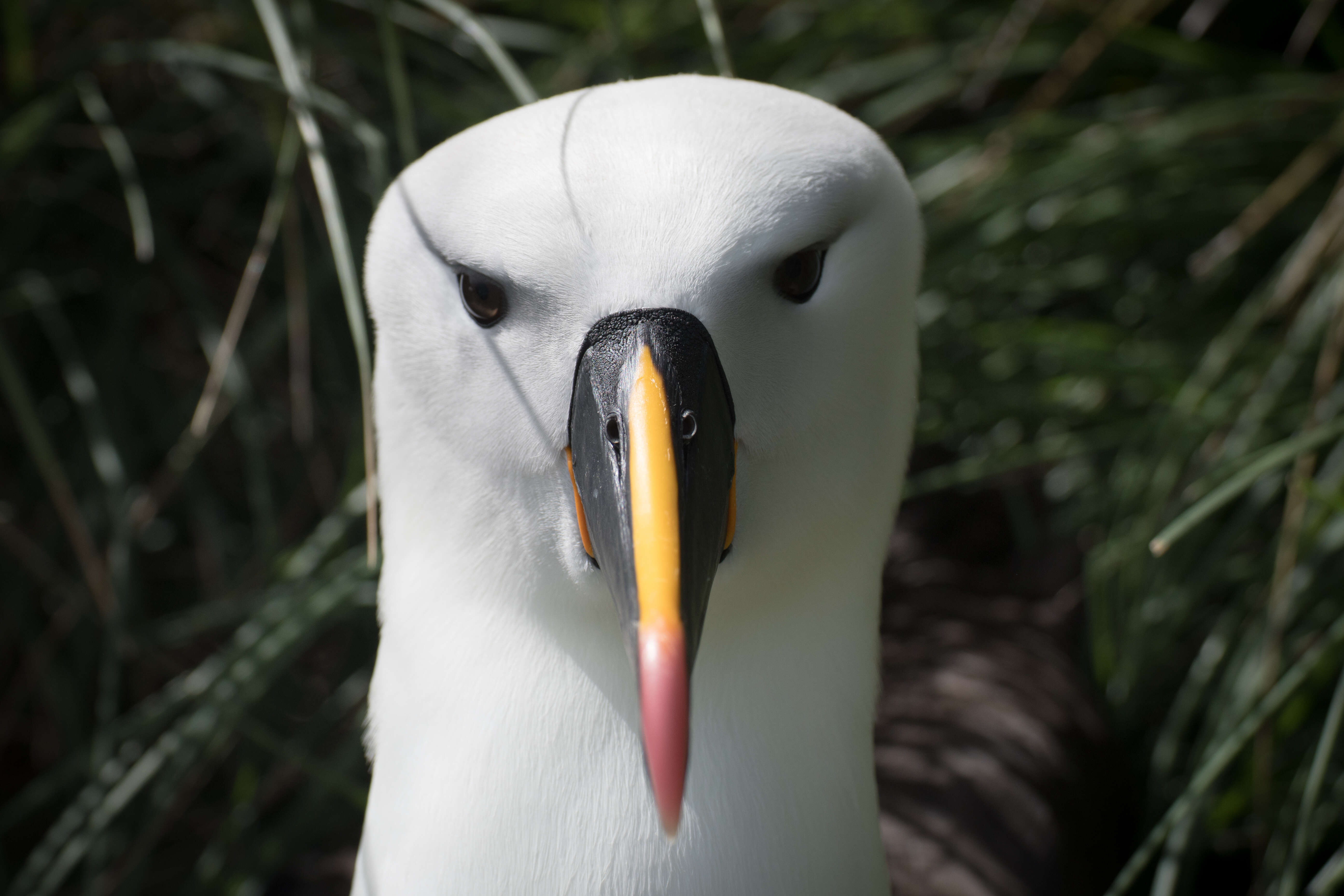 Image de Albatros de Carter