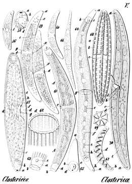 Image of Desmidiales