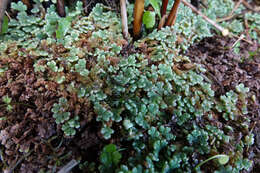 Image of Azolla rubra R. Br.