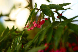 Image of scarlet begonia
