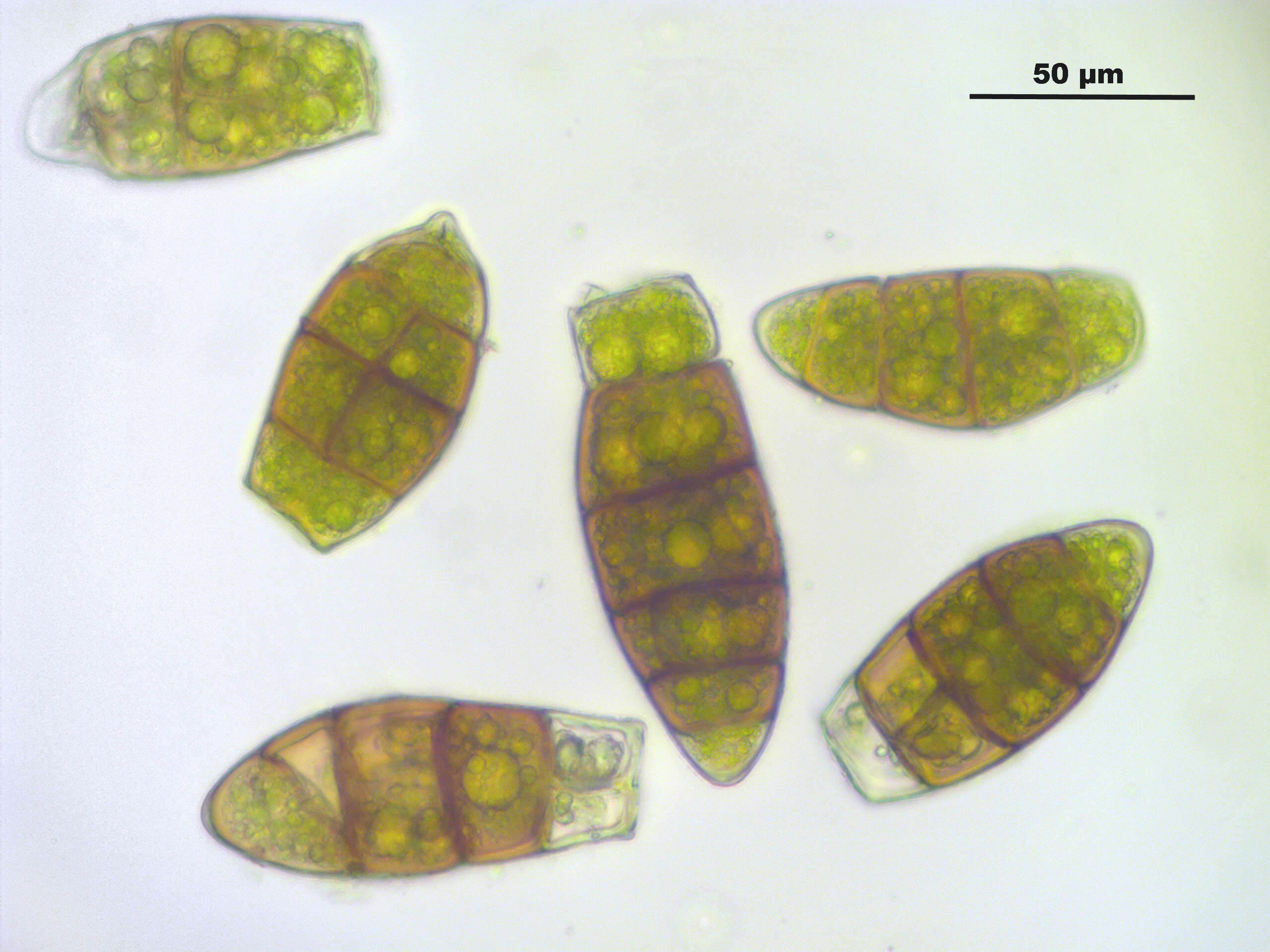 Image of zygodon moss