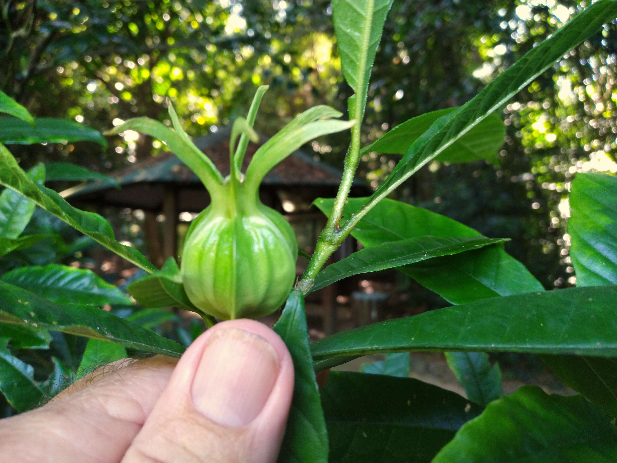 Plancia ëd Gardenia actinocarpa Puttock