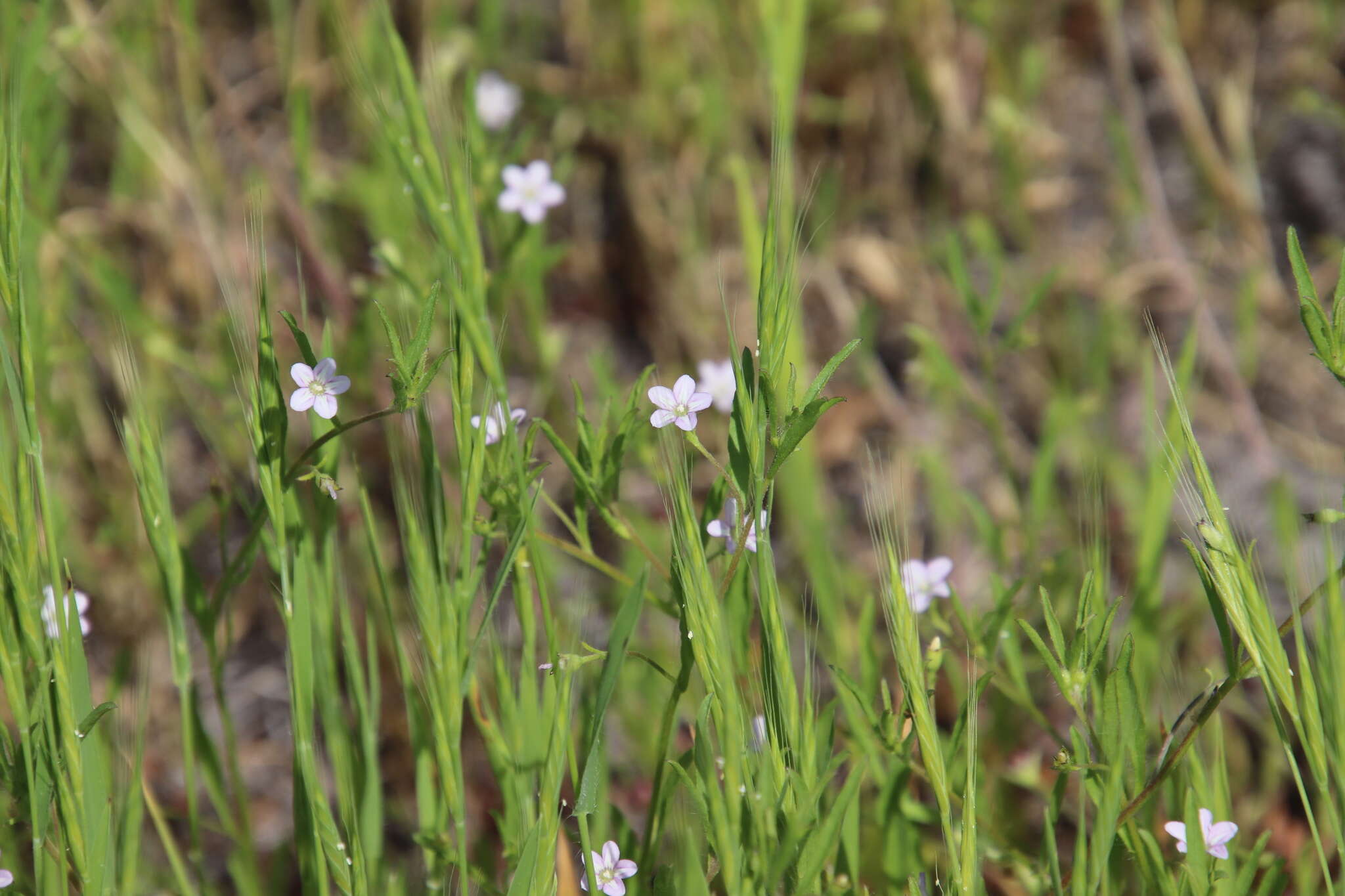 Image of Convolvulus simulans Perry