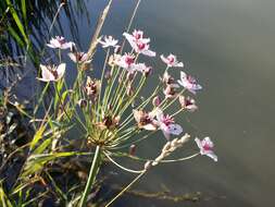 Image of flowering rush family