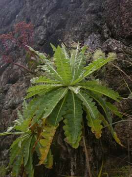 Image of Sonchus daltonii Webb