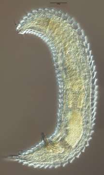 Image de nématode