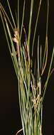 Juncus capillaceus Lam.的圖片