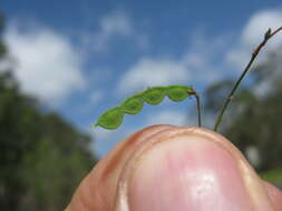 Image of Desmodium varians (Labill.) G. Don