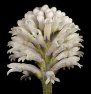 Image of Conospermum huegelii Endl.
