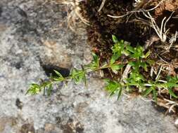 Image of yellow wall bedstraw