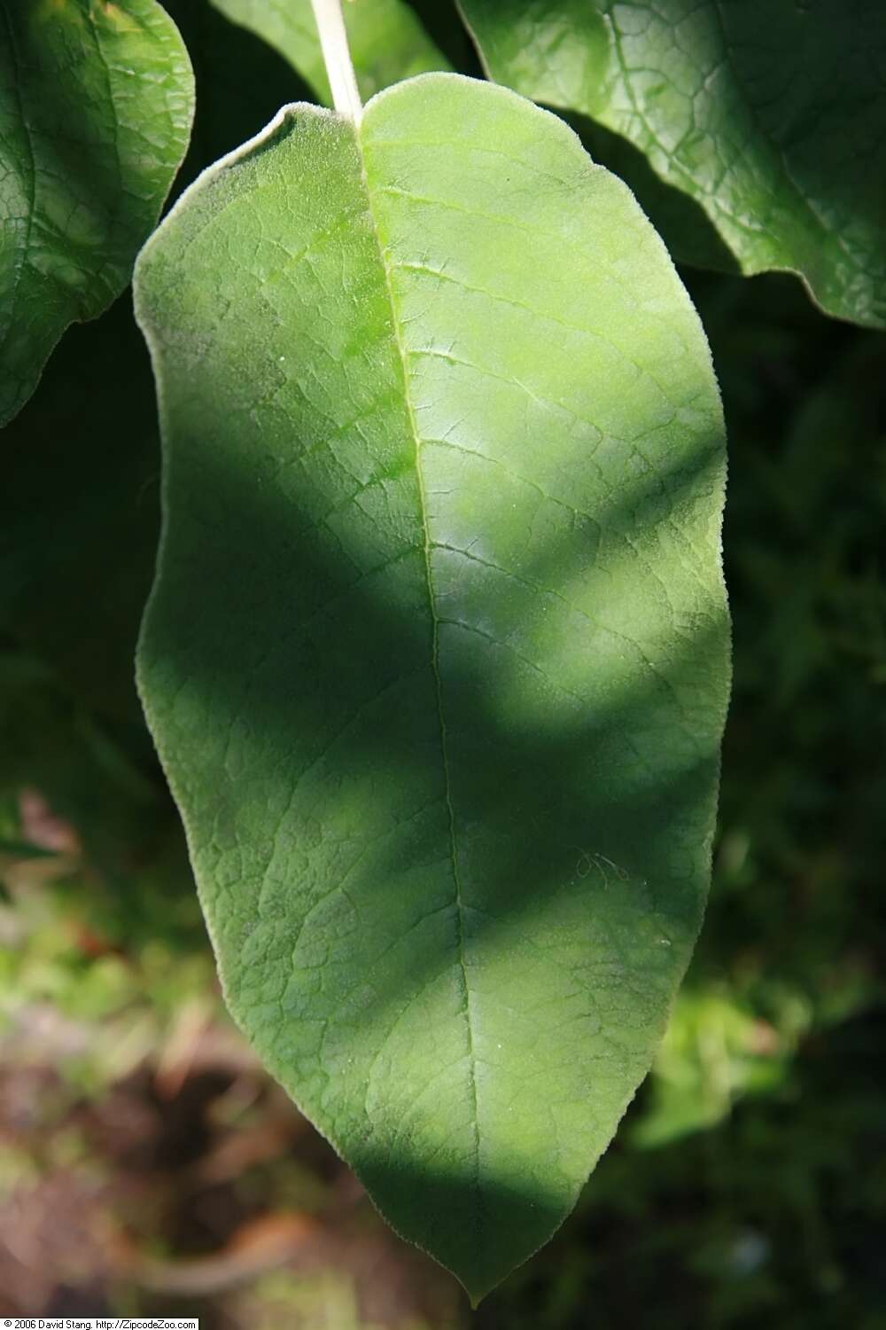 Image of Callicarpa acuminata Kunth