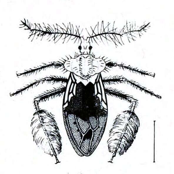 Image of Ptilocnemus femoralis Horváth 1902
