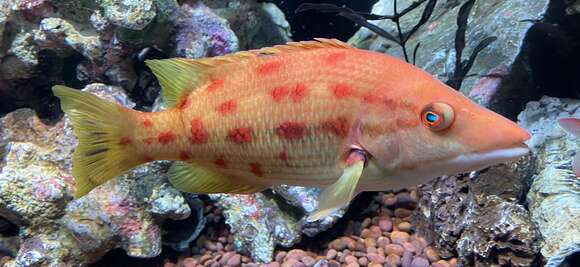 Image of Hogfish