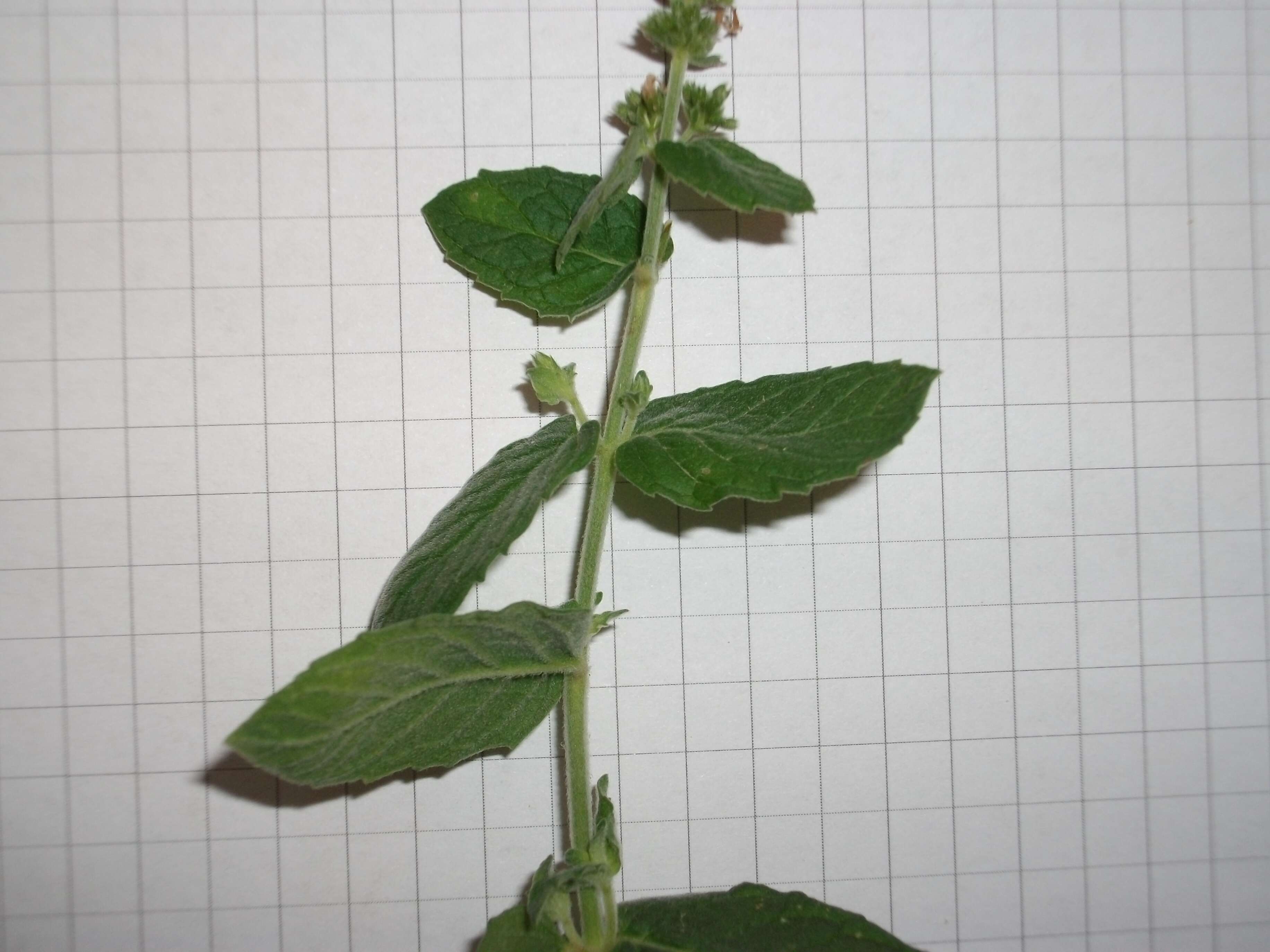 Image of Apple Mint