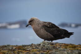 Image of Brown Skua