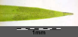 Image of Hairlike Pondweed