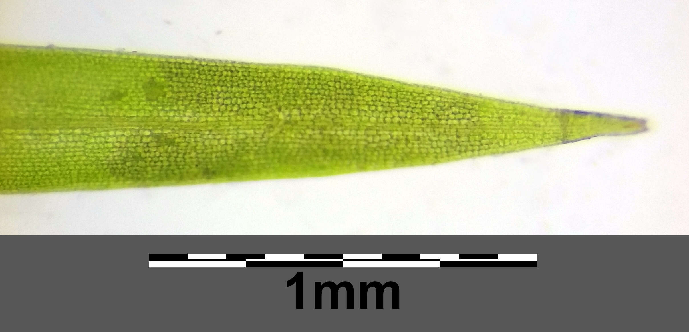 Image of Hairlike Pondweed