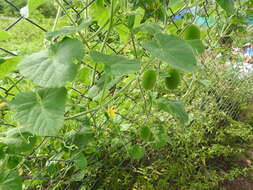 Image of Hedgehog cucumber