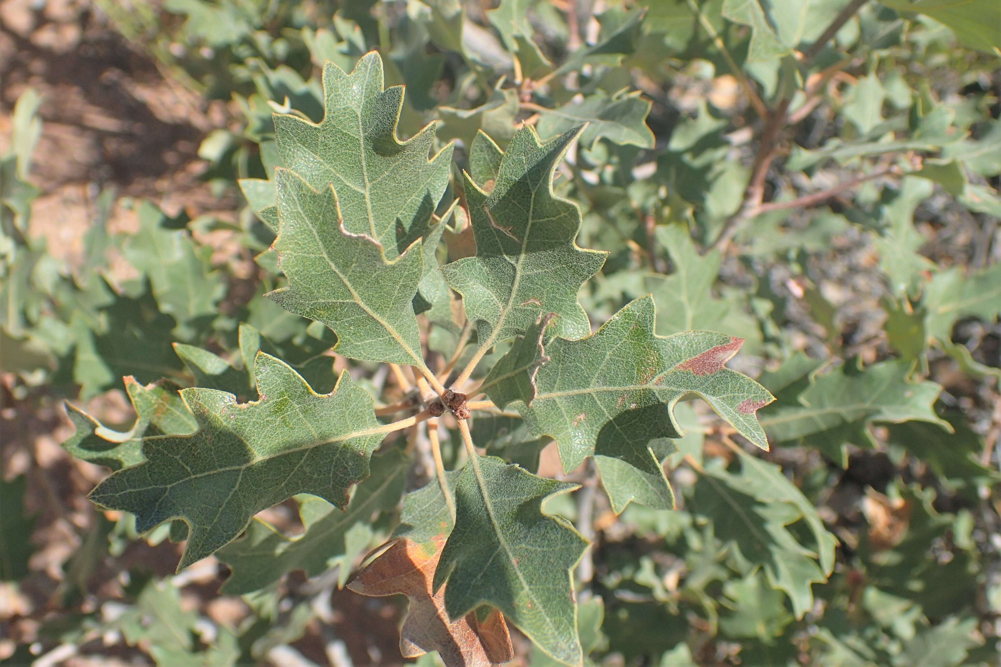 Image of Havard oak