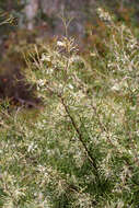 Imagem de Grevillea biternata Meissn.