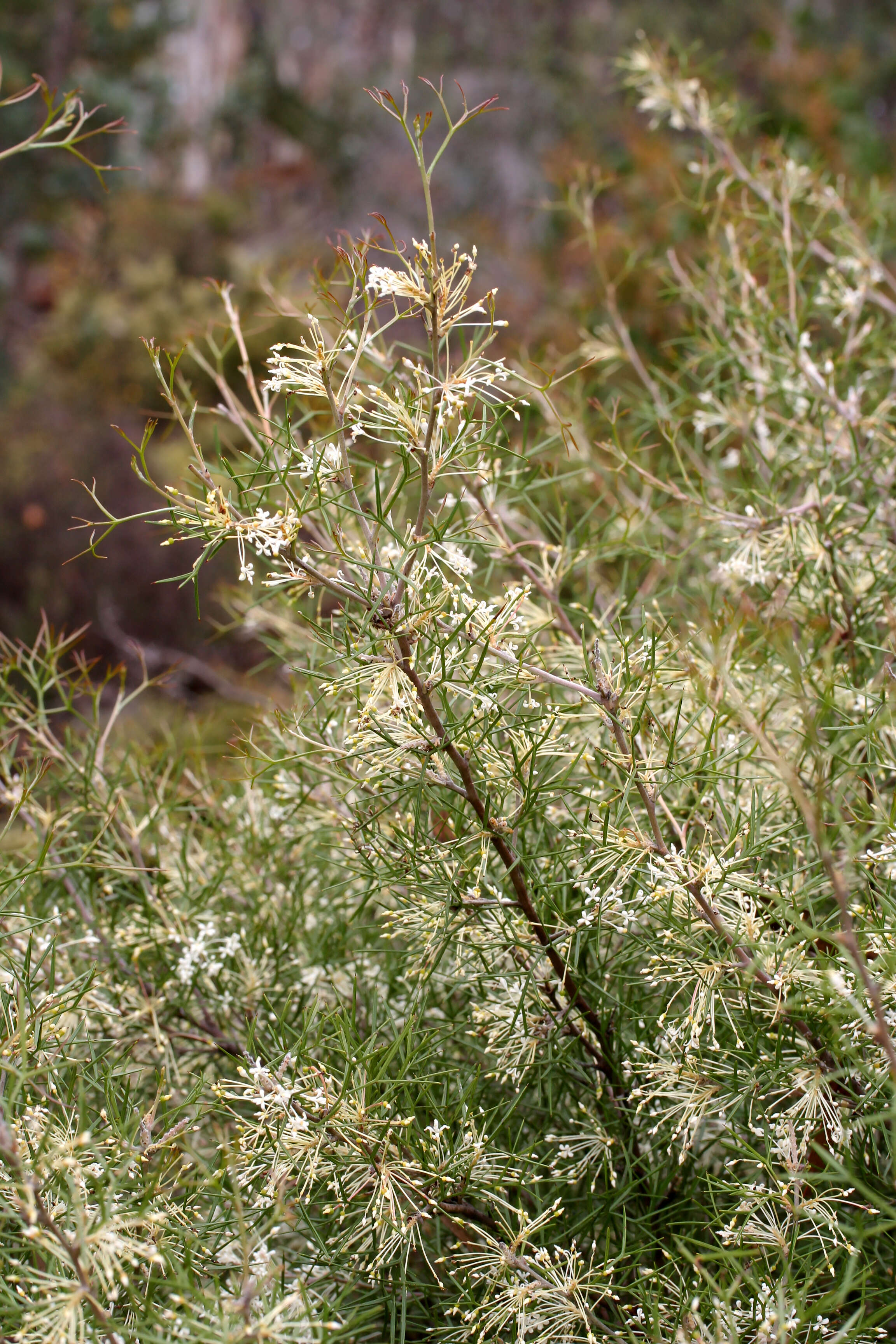 Imagem de Grevillea biternata Meissn.