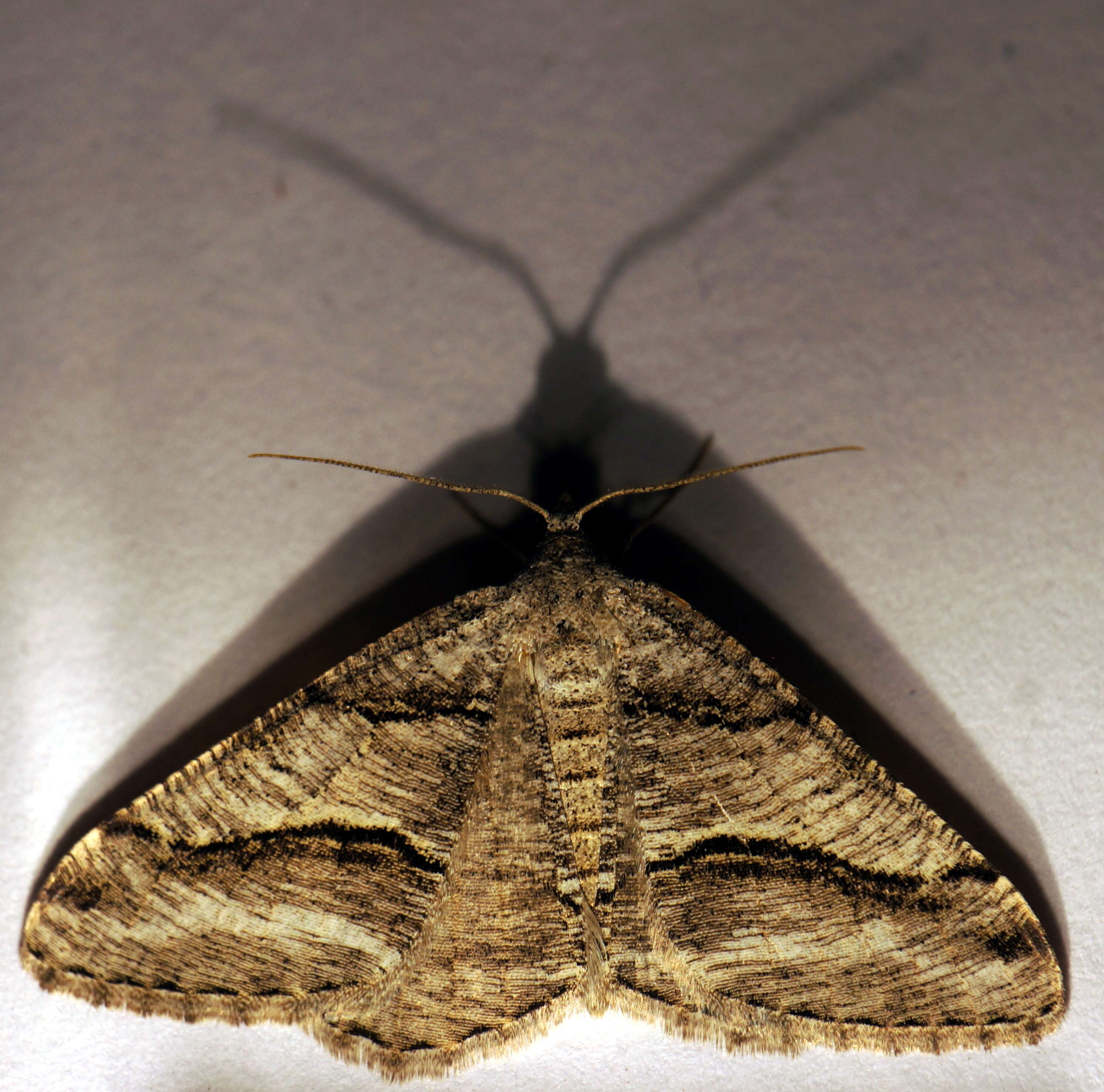 Image of Digrammia continuata