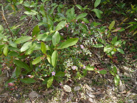 Image of Osbeckia octandra (L.) DC.