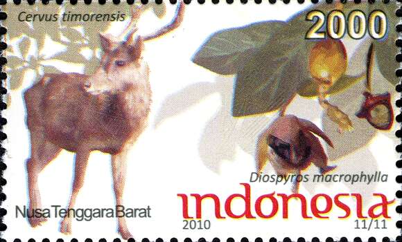 Image of Javan Deer