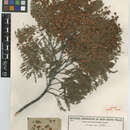 Image of Acacia leucoclada Tindale