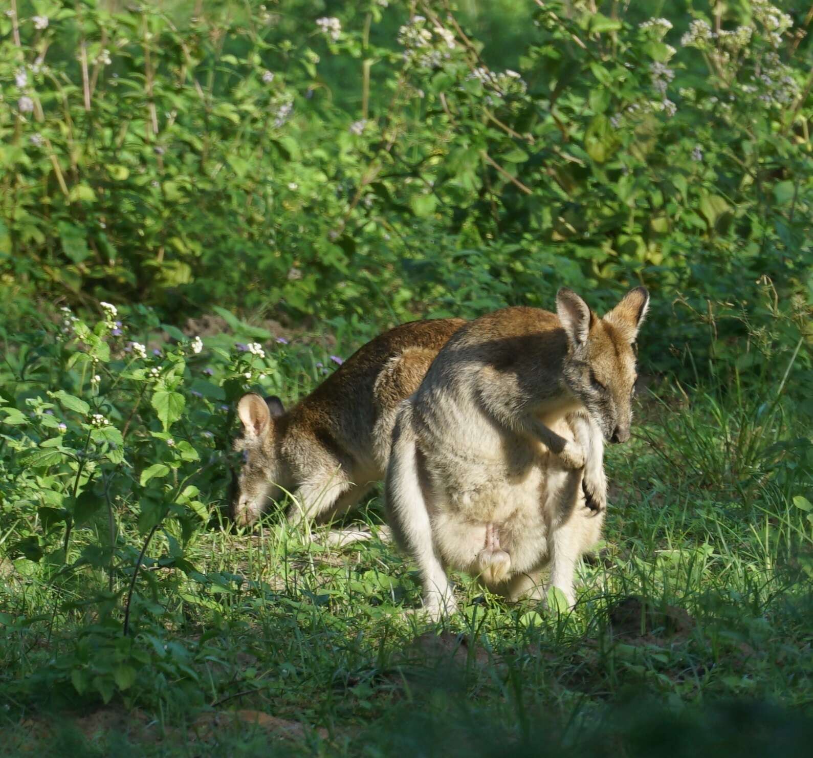 Image of Agile Wallaby