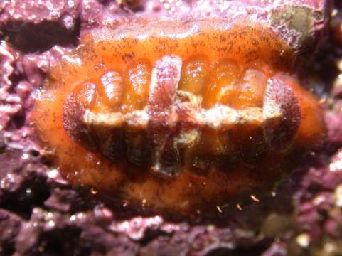 Image of Chitonoidea