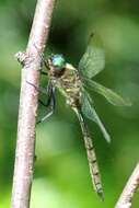 Image of Williamson's Emerald