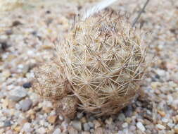 Echinopsis tiegeliana (Wessner) D. R. Hunt resmi